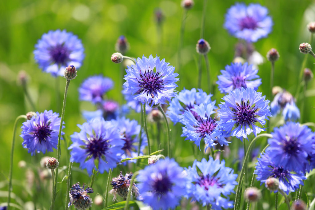 blue flowering cornflowers with tall stems growing in a field outdoors