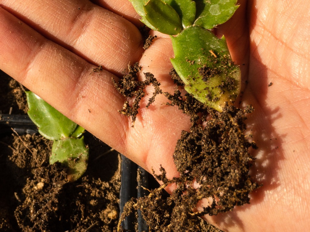 hand shown holding a cacti cutting to show its roots covered in soil