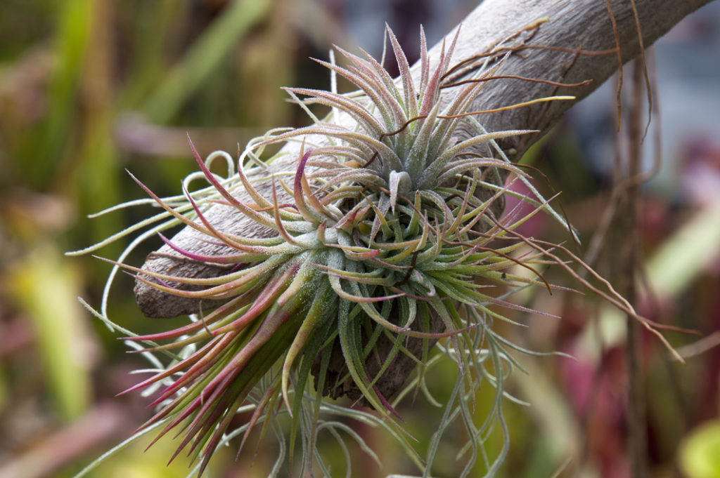 dying bromeliad with long, thin, waxy leaves growing from a tree branch outside