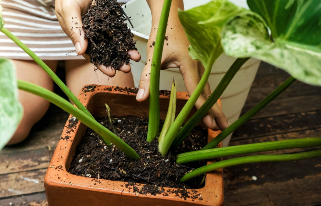 someone potting a large philodendron plant with more compost on a wooden floor