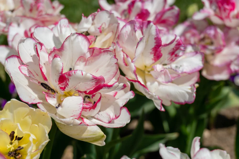 beilicia tulipa ruffled flowers in pink and white