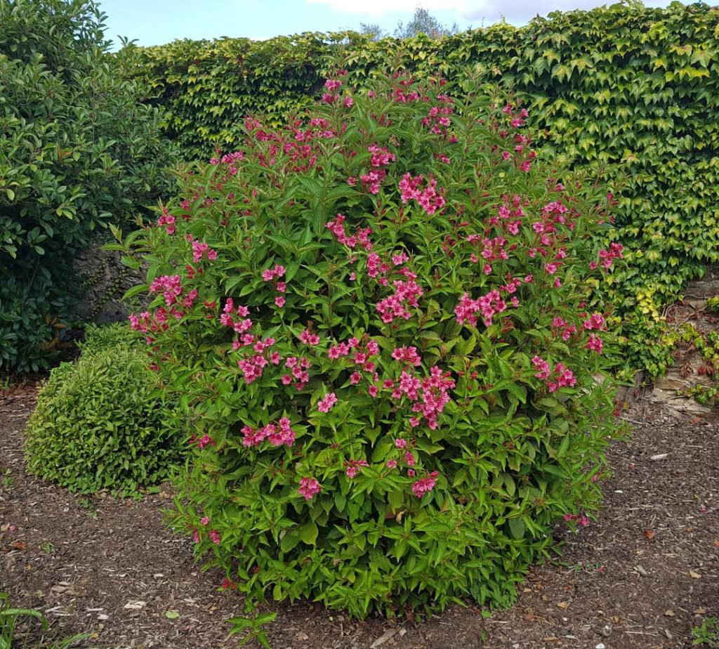 a large pink flowering weigela shrub with a wall of ivy in the background