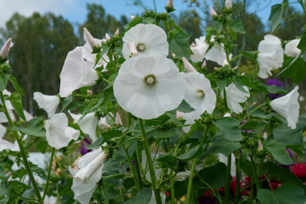 lavatera trimestris 'Mont Blanc' plant with tall stems and white flowers growing outside on a sunny day