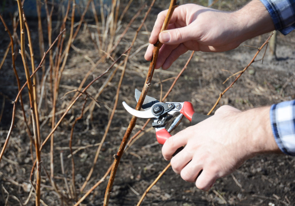 a pair of secateurs being used to cut the branch of a fruit shrub