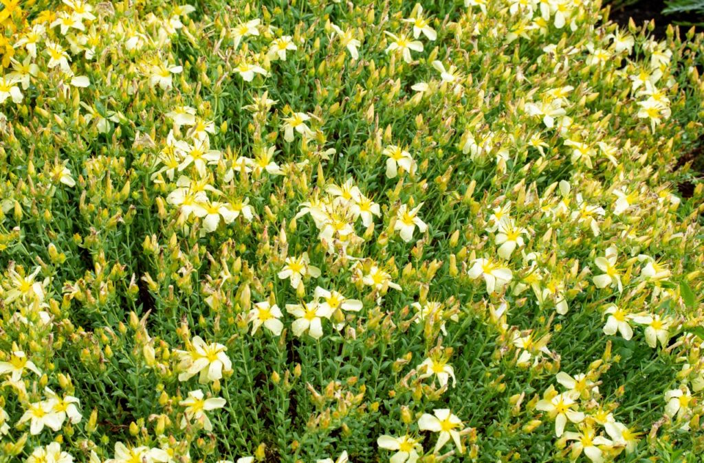 hypericum flowers with yellow centres and white petals growing as ground cover outside