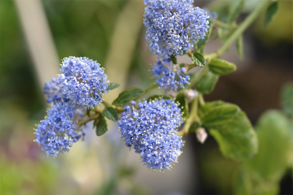 Ceanothus thyrsiflorus var. repens with blue flowers
