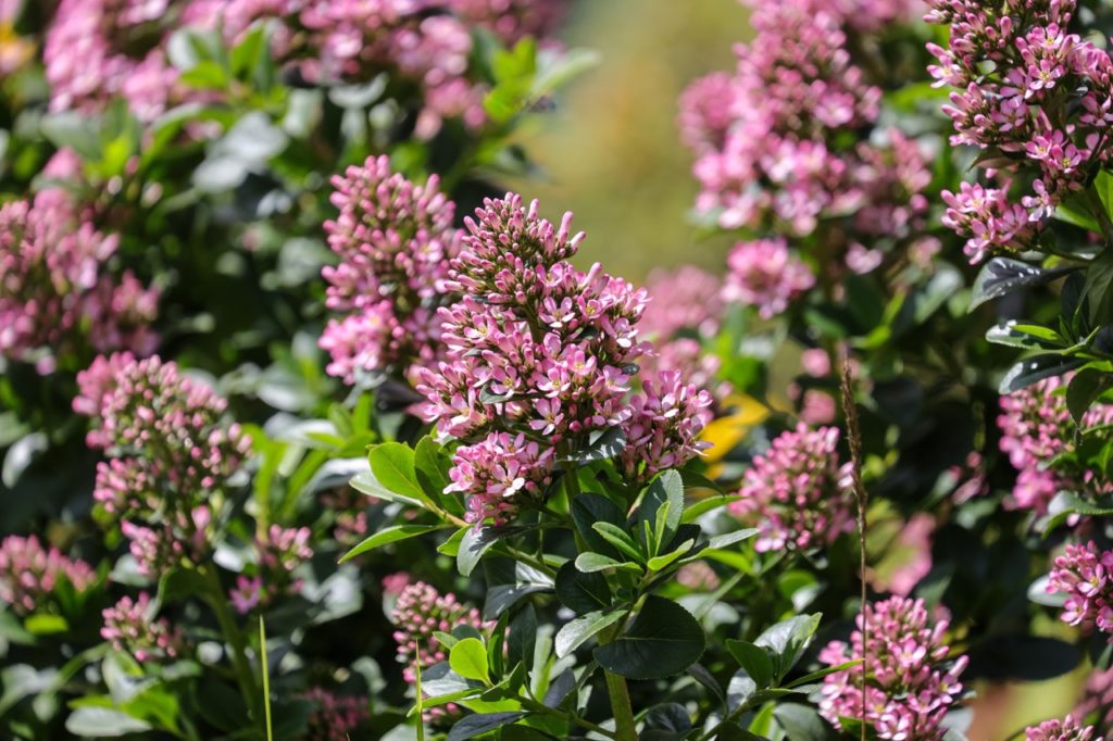 escallonia laevis 'pink Elle' growing outdoors with pink blooms and dark green foliage