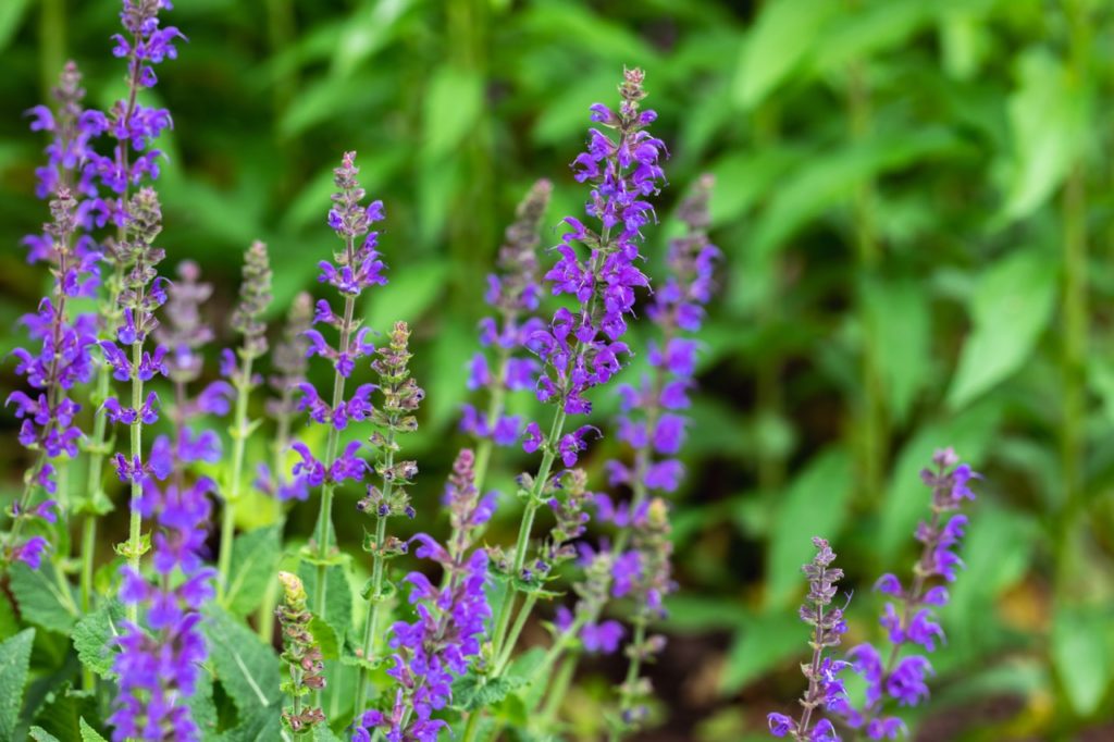 wood sage 'may night' with purple flowers growing on tall stems in front of a green leafy shrub outdoors