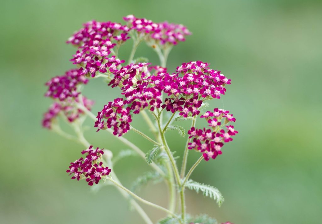 close-up of a achillea 'summertime' plant with flowering clusters of tiny purple flowers