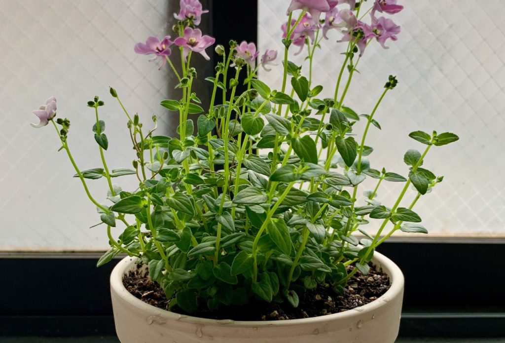 freshly grown purple-pink potted diascia growing in front of a windowsill indoors