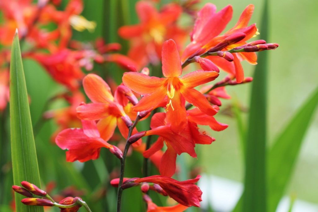 red flowering crocosmia growing outdoors with tall green leaves in the background