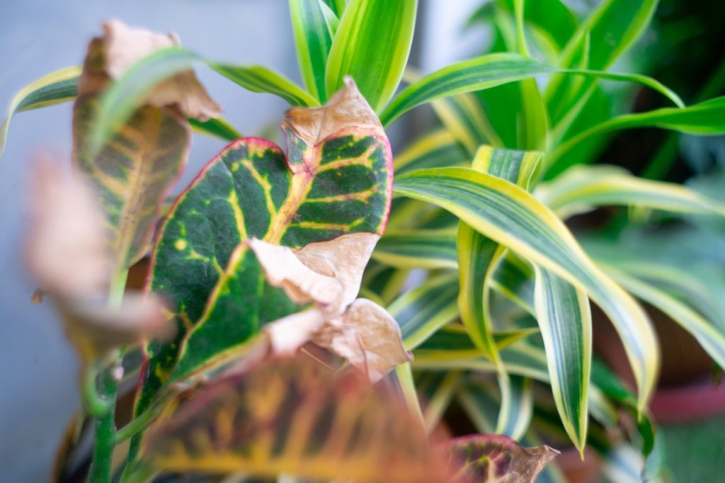 green and yellow variegated croton leaves that are turning brown from a lack of water