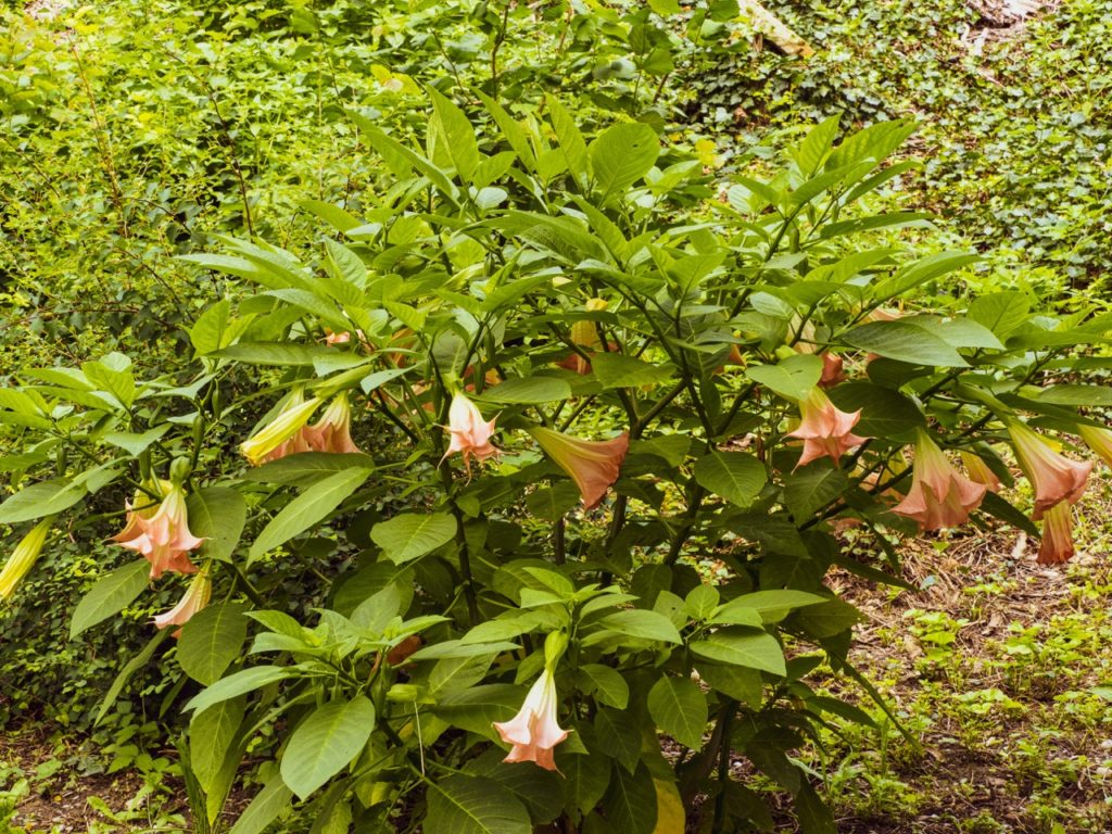 flowering Angel's Trumpets shrub growing in front of a garden hedge