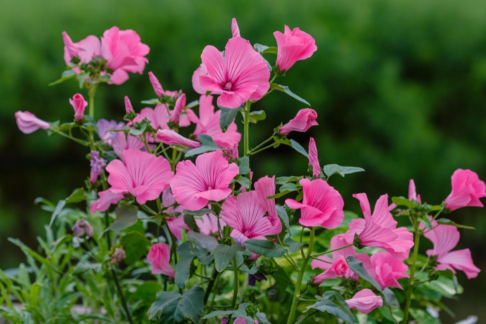 lavatera trimestris 'Silver Cup' with pink flowers growing outside in a cluster