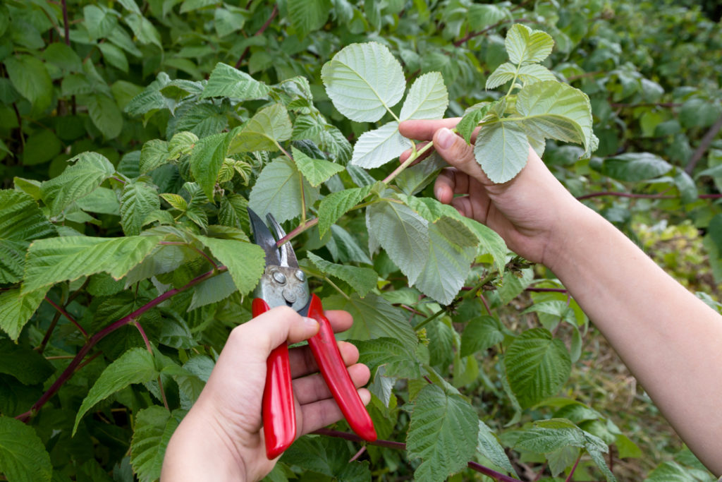 a raspberry bush bearing green leaves being pruned by a pair of secateurs 