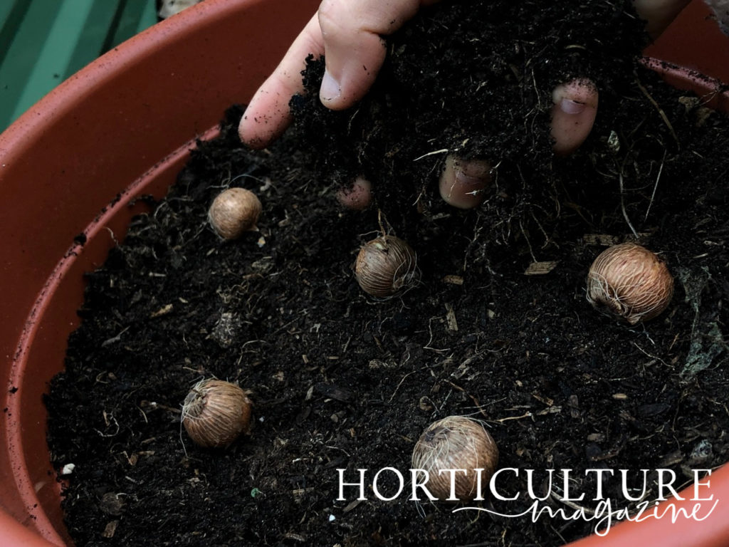 hand placing compost over the top of bulbs