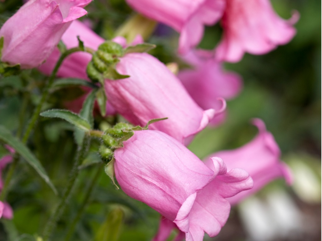 close-up of the pink bell-shaped flowers of a Canterbury bells plant growing outside