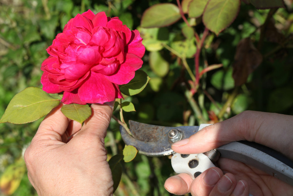 a pair of secateurs being used to prune the flower of a pink rose from its plant