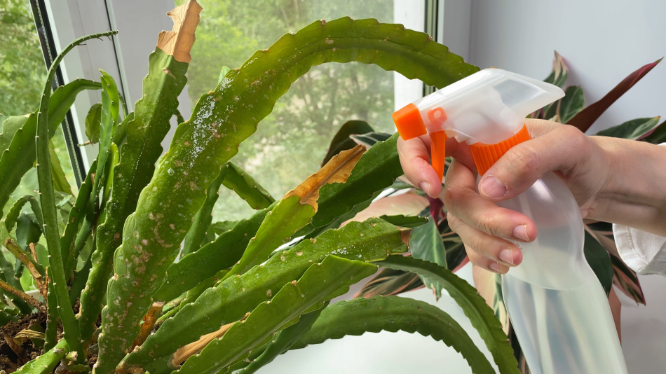 gardener using a spray bottle to water the dried leaves of a Christmas cactus