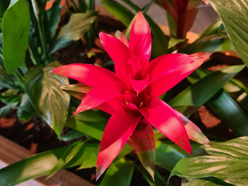 close-up of a bright red bromeliad flower growing in a pot with foliage in the background