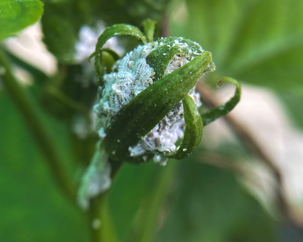 an infestation of mealybugs on the end of a hibiscus flower bud