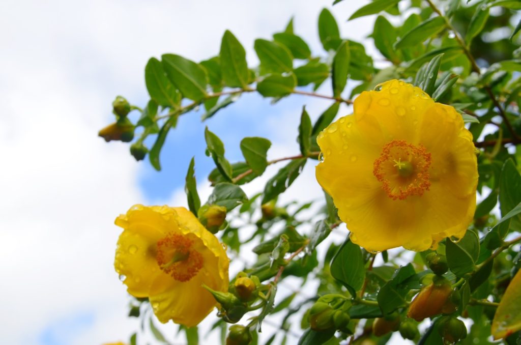 yellow hypericum flowers growing outside covered in raindrops in front of a blue cloudy sky