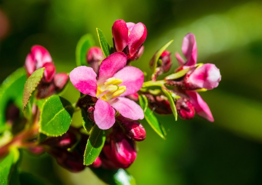 deep pink-red flowers growing from an escallonia shrub