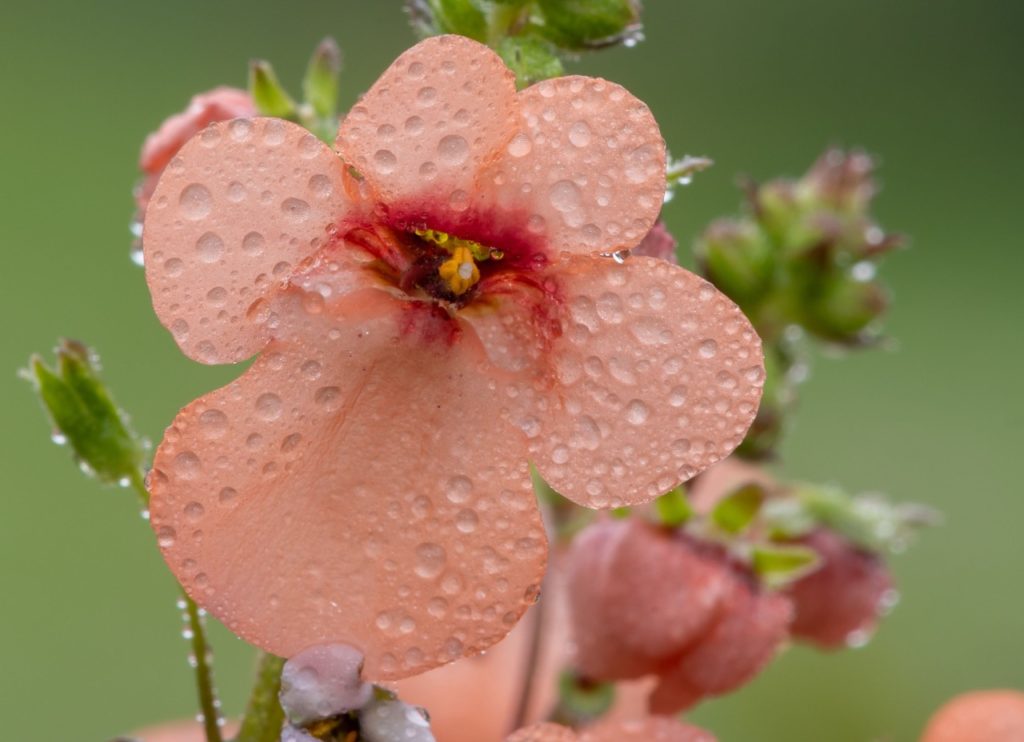 magnified close-up of an apricot coloured diascia flowerhead covered in raindrops