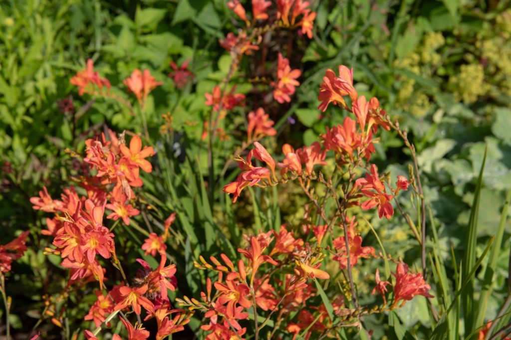 crocosmia plant with peachy-orange flowers on tall stems growing outside