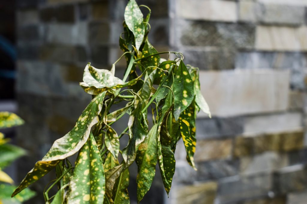 green and yellow Codiaeum plant with wilting foliage growing outside in front of a brick wall