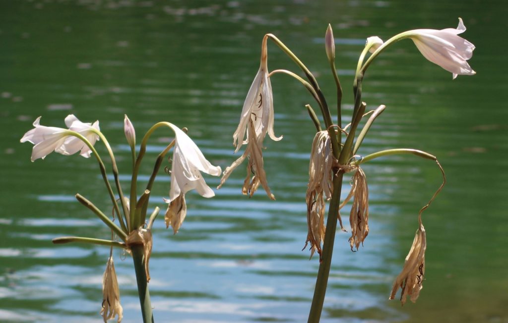 lobelia dortmanna with white bell-shaped flowers and some that have wilted and turned brown growing outdoors in front of a lake