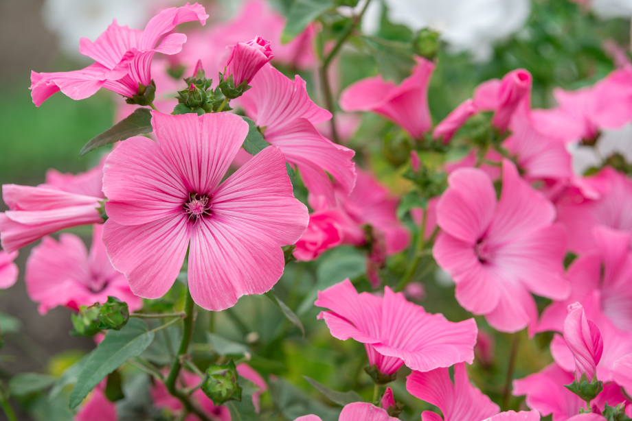 pink flowers from a lavatera trimestris plant growing outside 