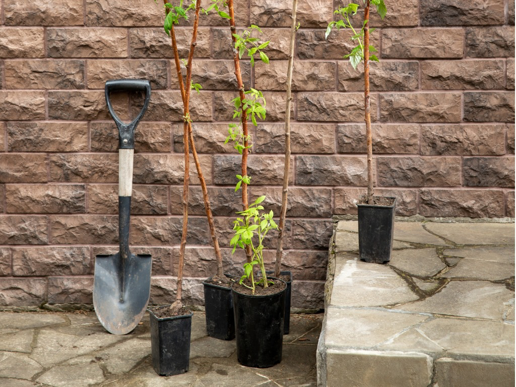 potted raspberry seedlings growing against wooden supports in front of a brick wall