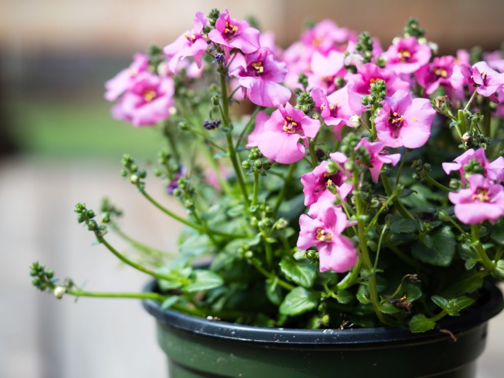 pink potted diascia in a black plastic container