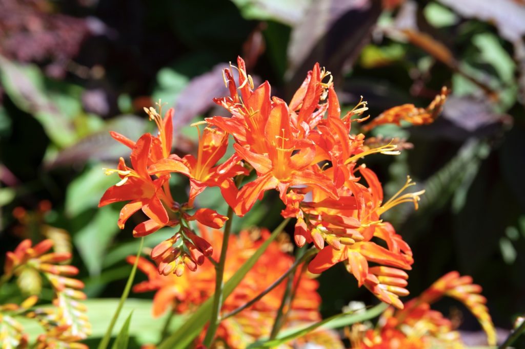C. 'spitfire' plant with orange-yellow flowers growing from tall stems