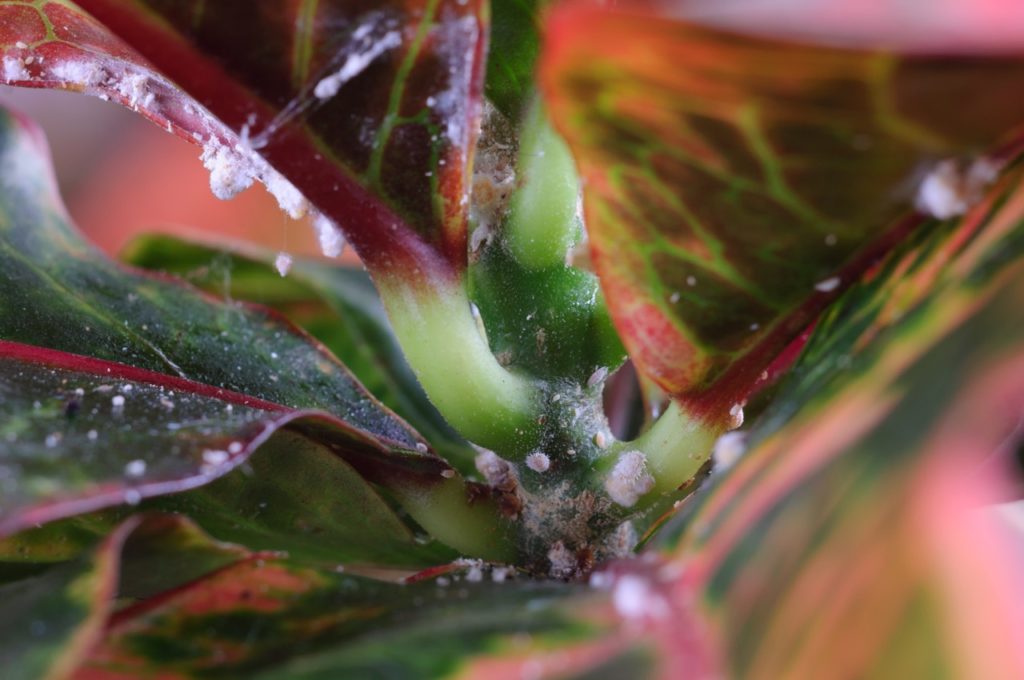 close-up of tiny white mealybug pests on the red and green leaves of a croton houseplant