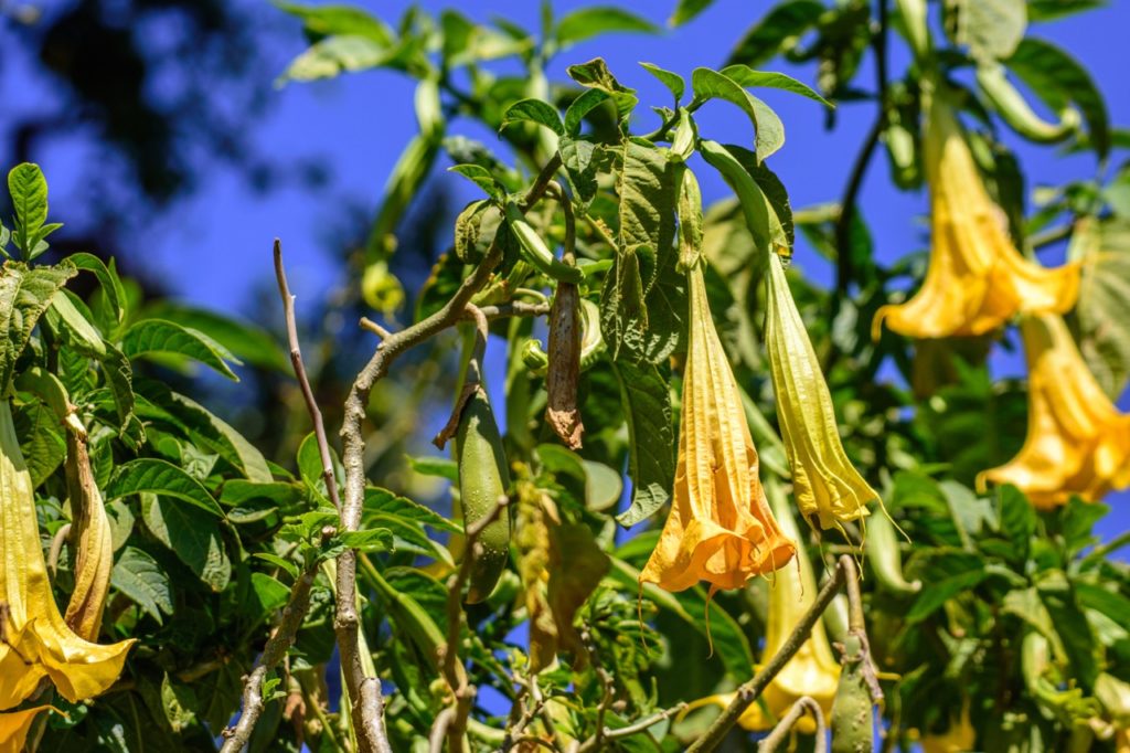 yellow wilted flowers of a brugmansia plant growing outside with a blue sky in the background