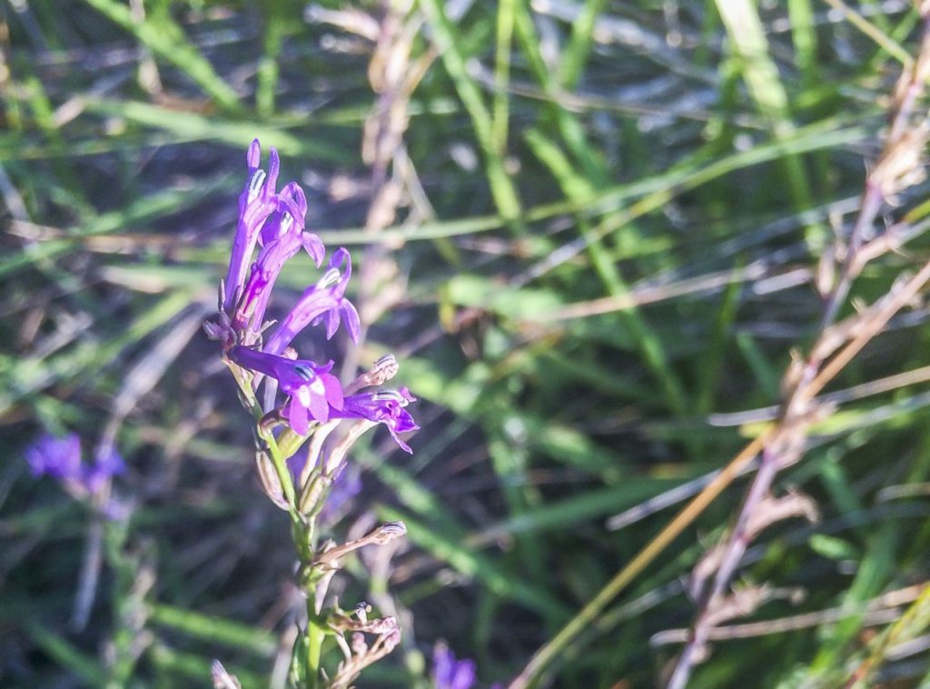 lobelia urens plant with purple flowers growing from its tall stem outside