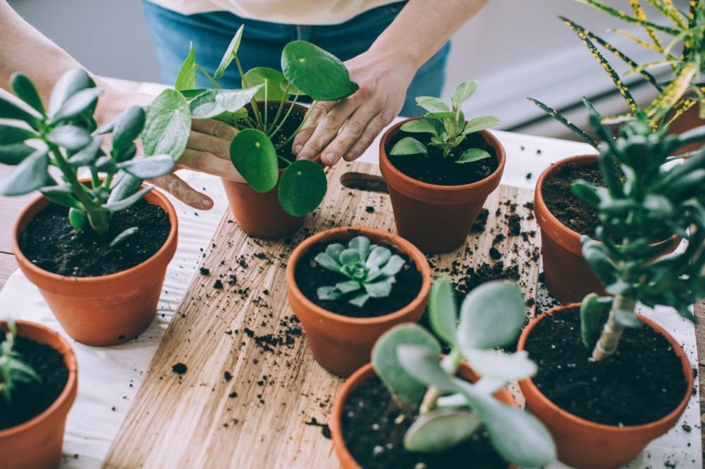 someone checking the health of a chinese money plant that is sat on a table with many other potted houseplants
