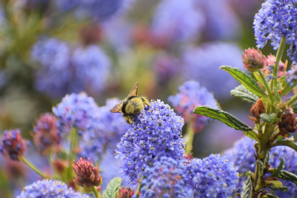 close-up of a bee resting on the lilac flowers of a California lilac plant growing outdoors