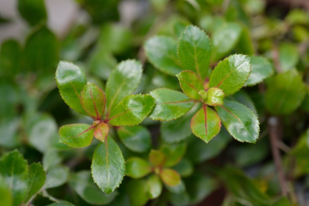 green leaves with red flushes from an escallonia 'red dream' shrub
