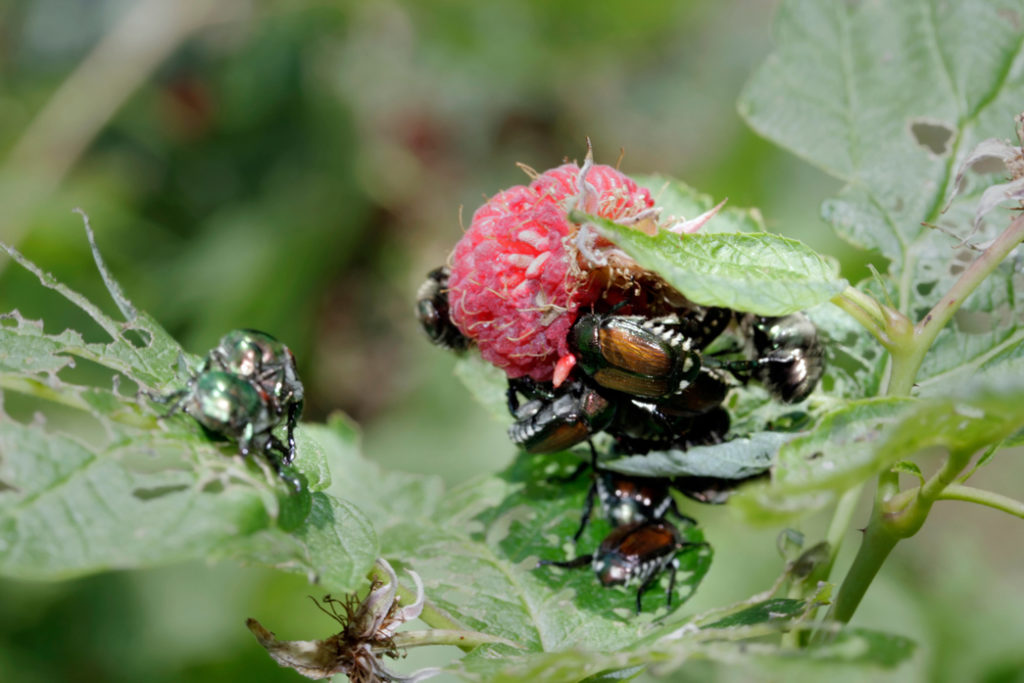 beetles eating the leaves and fruit of a raspberry plant 