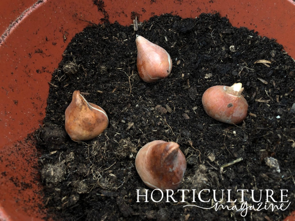 four tulip bulbs evenly placed in a container filled with soil 