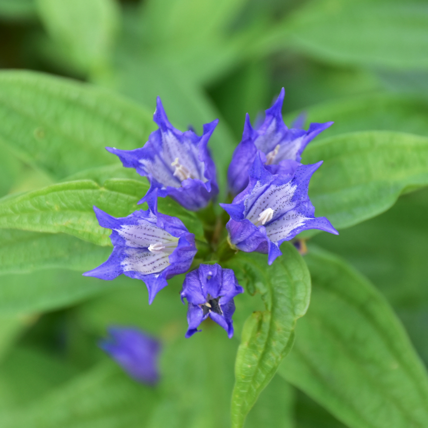 nettle-leaved bellflower with blue petals and white centres growing outside