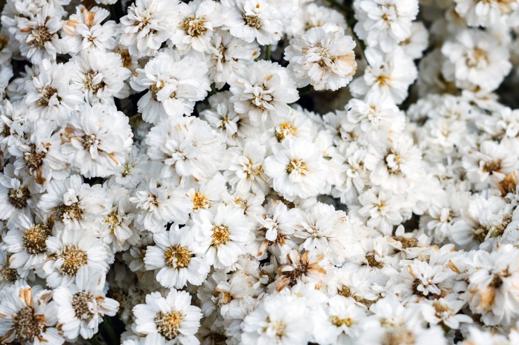 achillea ptarmica ‘The Pearl’ with white flowers and yellowy-brown centres