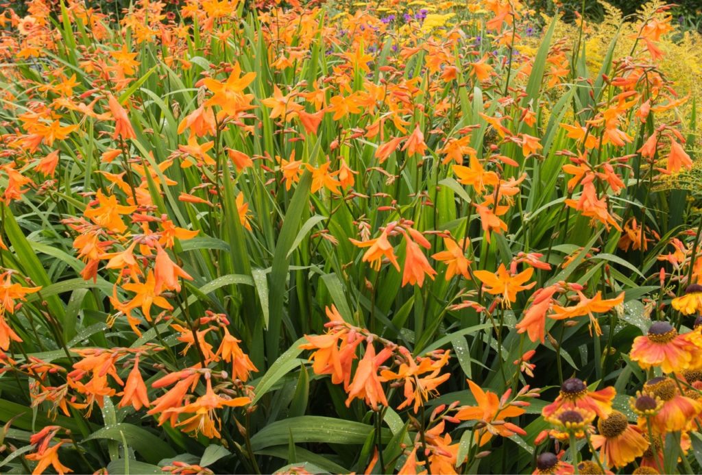 orange flowering crocosmia × crocosmiiflora 'Star of the East' plant 