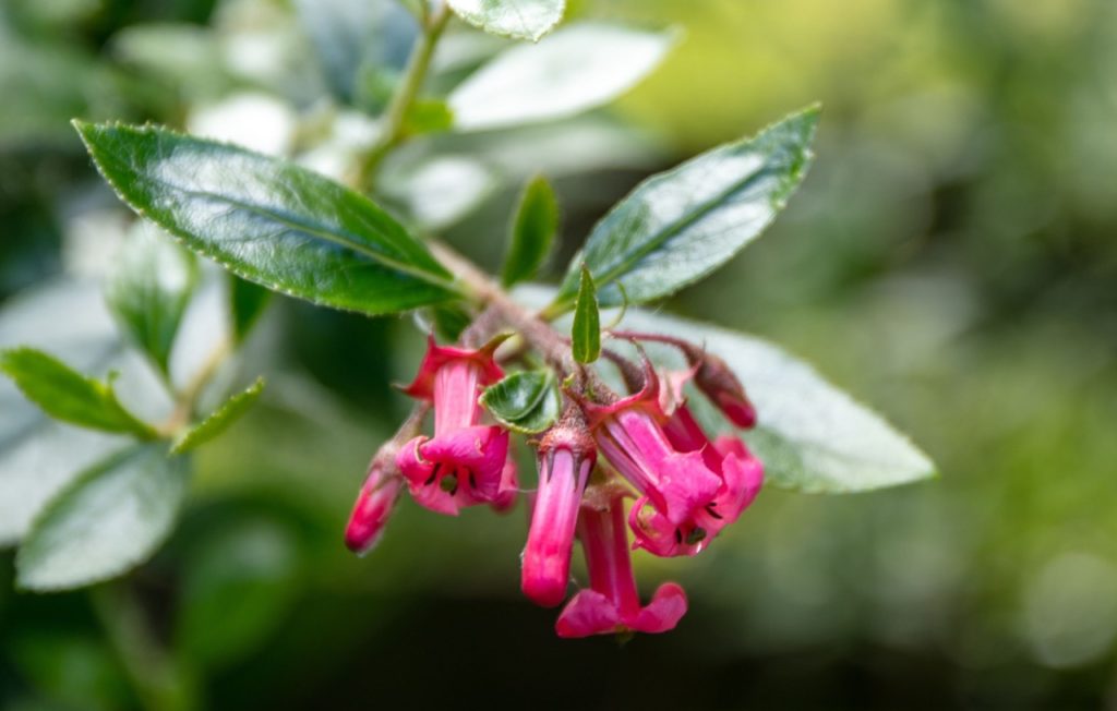 trumpet-shaped pink blooms from an redclaws shrub