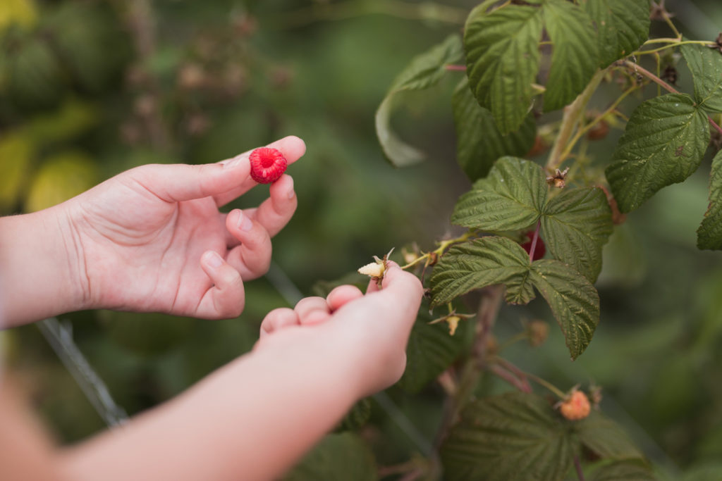 hands shown picking red raspberries from a plant  