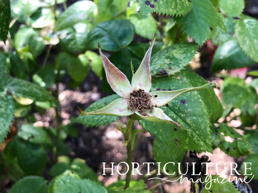 rose hip ready to be deadheaded