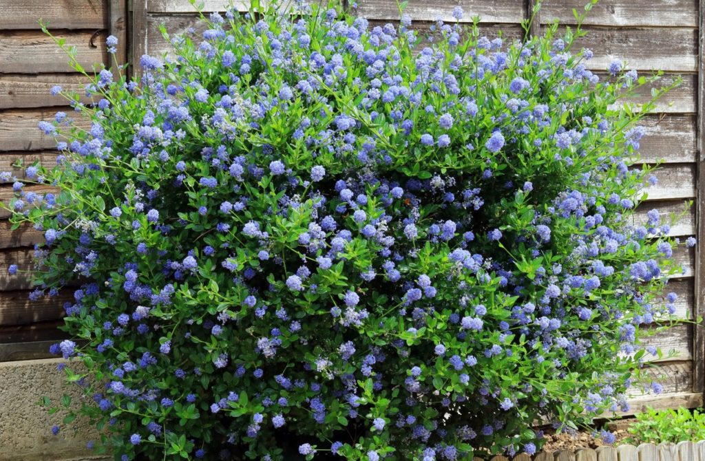 Californian lilac shrub growing outside in a garden border in front of a wooden fence